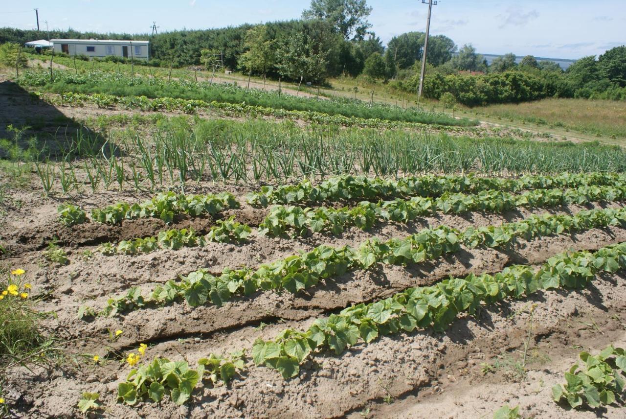 Agrodomki Okej -Dom Koko Gardna Wielka Zewnętrze zdjęcie